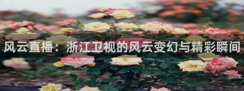 51视频在线直播nba：风云直播：浙江卫视的风云变幻与精彩瞬间